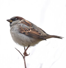 Sparrow posing on the branch at close distance.