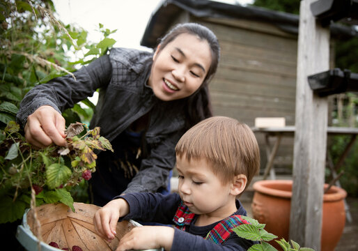 Happy mother and son harvesting raspberries in garden