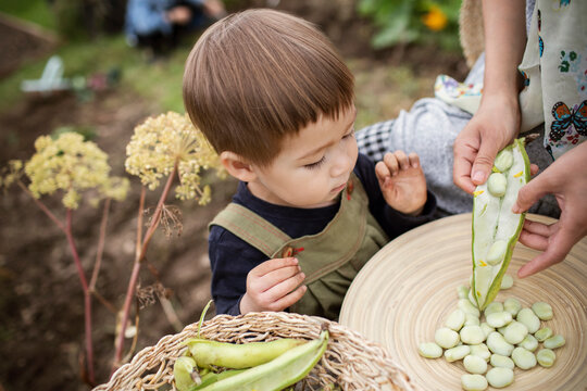 Curious toddler boy shelling butter beans with mother