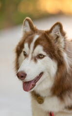 siberian husky