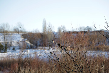 dry grass in the snow