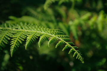 fern leaf in the forest
