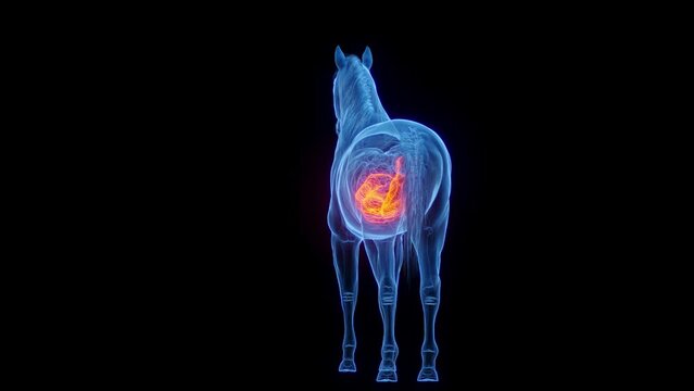 3D medical animation of a horse's colon