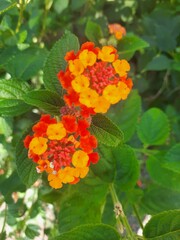 red and yellow flowers