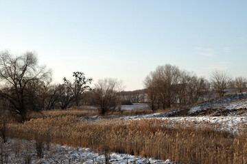 Trees at the frozen lake in winter