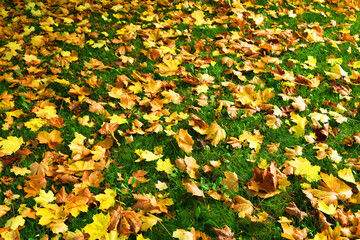 Colored maple leaves on green grass.