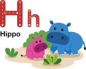 Alphabet Letter H-Hippo with cartoon vocabulary illustration, vector