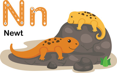 Alphabet Letter N-Newt with cartoon vocabulary illustration, vector