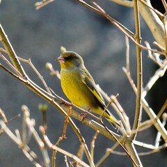Obraz premium European greenfinch