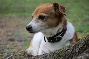 Naklejka na ściany i meble portrait of a Cute dog in the green grass