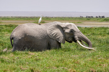 Fototapeta na wymiar Beautiful portrait of an elephant in an african marsh inside the amboseli national park in kenya with a cattle egret on top of its back