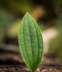 Ein Blatt mit unscharfem Hintergrund