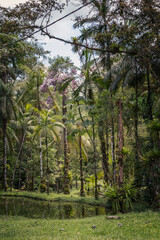 Teich im tropischen Regenwald