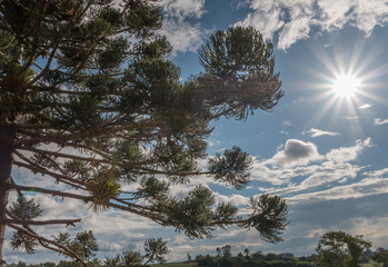 &Auml;ste eines Nadelbaums mit Himmel und Sonne im Hintergrund