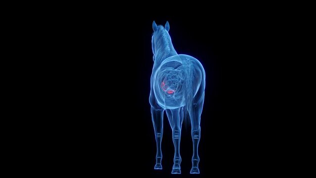 3D medical animation of a horse's pancreas