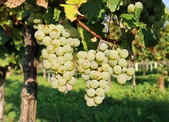 Bunches of Riesling grapes hanging on vine just before the grape harvest.