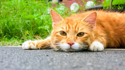 Lazy ginger cat just wanna lay down every where - Powered by Adobe