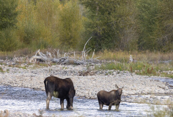 Cow and Calf Moose in a River in Wyoming in Autumn