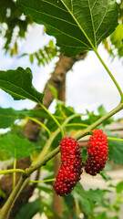 	
fresh mulberries on the branch. almost ripe mulberry fruits. sour and sweet mulberries.	
