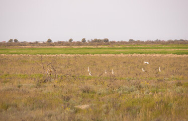 White wild herons in the bushes.
