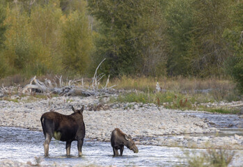 Cow and Calf Moose in a River in Wyoming in Autumn
