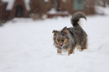 Dog  in snow