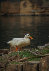 pequeño pato blanco en la orilla del lago