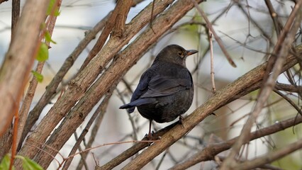 blackbird