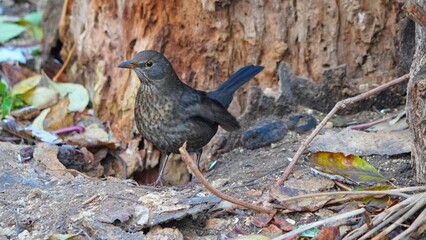 red winged blackbird
