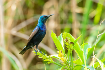 Purple Sunbird (Cinnyris asiaticus)