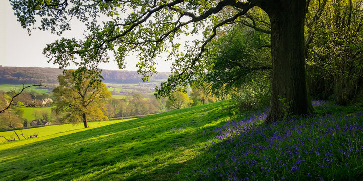 An idyllic spring Gloucestershire hillside landscape with bluebells. A mobile phone photo with some phone or tablet post processing.