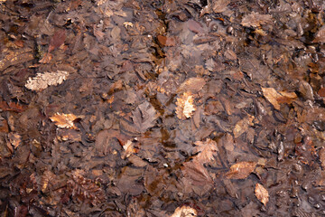 Oak leaves underwater.
