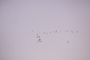 Birds in the sky line up in a triangle.