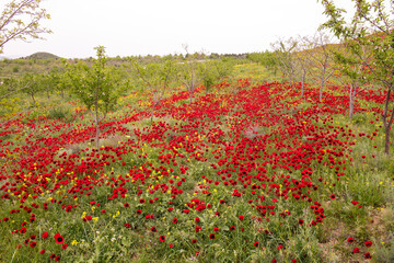 Wild poppy field in spring.