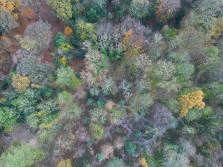 Aerial view of winter trees and footpaths seen in an ancient woodland.