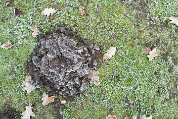 Fresh mole hill seen in a private garden. The image was taken after a heavy frost with the soil now frozen.