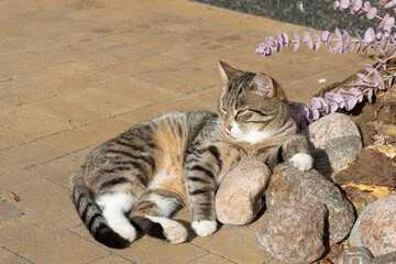 Red cat lying on a patio outside. Cat relaxing.