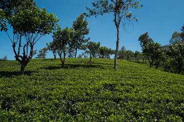 Fototapeta na wymiar The country side surrounding Adams Peak is covered with tea plantations.