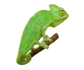 green chameleon isolated on white background.