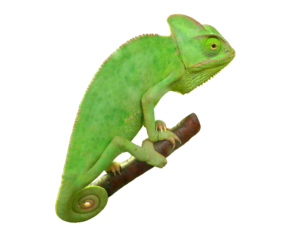 green chameleon isolated on white background.