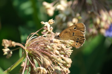 Ringlet butterfly on a butterfly flower close up