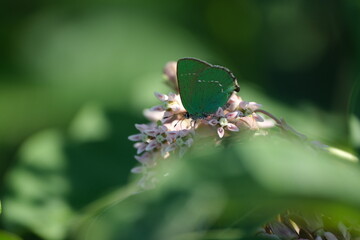 Green hairstreak butterfly, tiny green butterfly on a butterfly flower