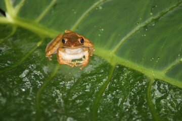 frog on the leaf