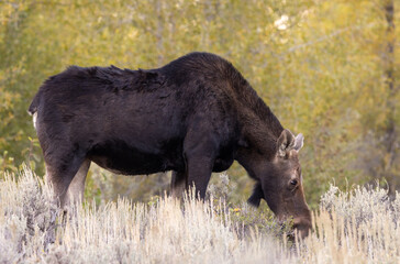 Cow Shiras Moose in Wyoming in Autumn