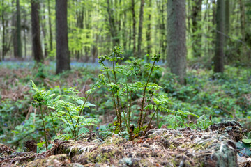 fern fronds unfurling in the spring sunshine with blurred woodland in the background