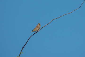 greenfinch perched on a branch with blue sky in the background