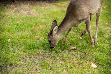 Beautiful Deer Fawn standing on meadow with flowers in springtime.