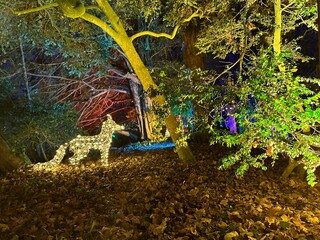 Illuminated Fox in a Wood