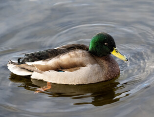 Profile closeup of a mallard drake swimming in a lake