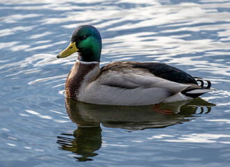 Closeup of a swimming mallard drake with iridescent green feathers